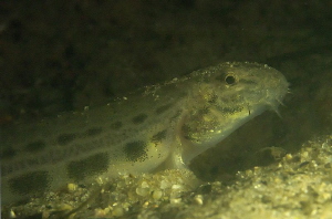 Three inch loach (cobitis taenia).
Just stopped chewing ... by Chris Krambeck 